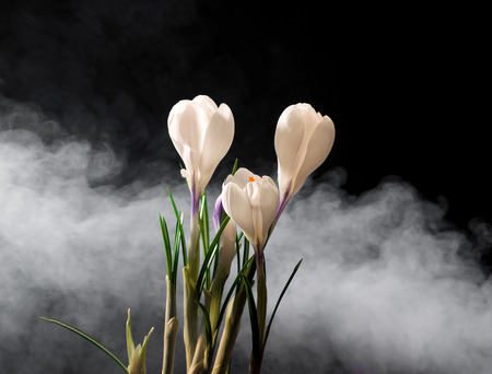 Crocus Spring Flowers on a dark backgrouns