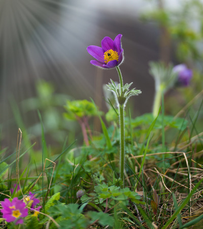Spring flower  Pasque flower   Pulsatilla patens の写真素材