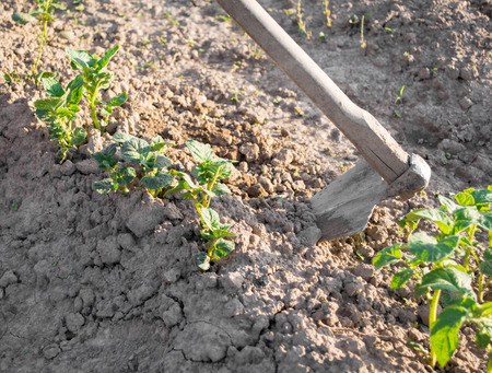Farmer gardening  Hoeing potatoes