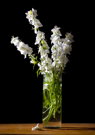 Artistic still life with beautiful white flowers in vaseの写真素材