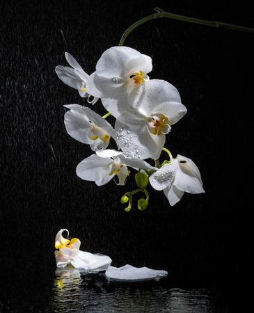 Phalaenopsis. White orchid on black background and water reflectionの写真素材