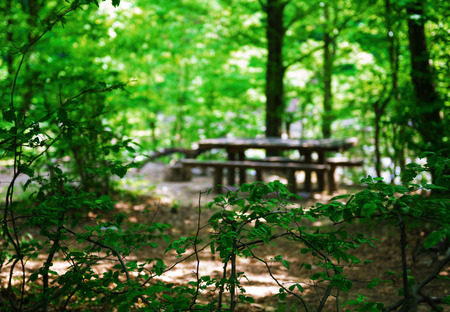 Picnic place in the forestの写真素材