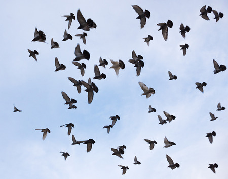 Silhouettes of pigeons. Many birds flying in the sky. Motion blurの写真素材