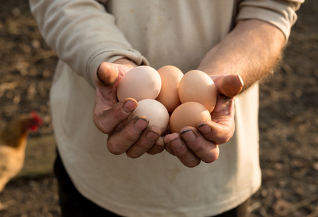 Farmer holding fresh organic eggs