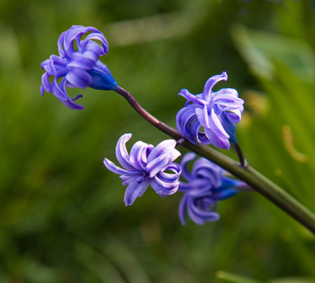 Beautiful small blue flowers in natureの写真素材