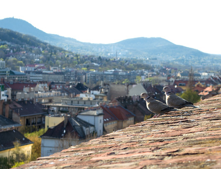 Pair of beautiful pigeons on a roofの写真素材