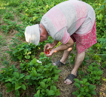 Farmer picking up strawberries in the gardenの写真素材