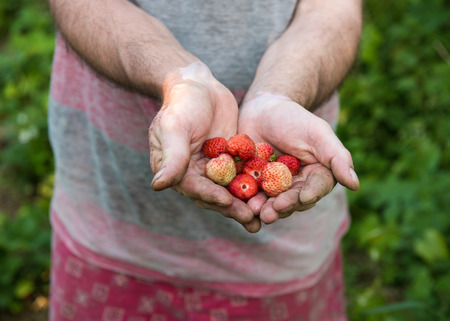 Farmer holding fresh picked strawberries over strawberry plantsの写真素材
