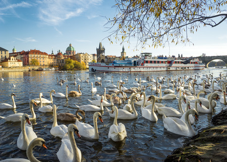 PRAGUE, CZECH REPUBLIC - NOVEMBER 08, 2015:Swans on Vltava river in Prague, Czech Republic. Charles Bridge on the backgroundのeditorial素材
