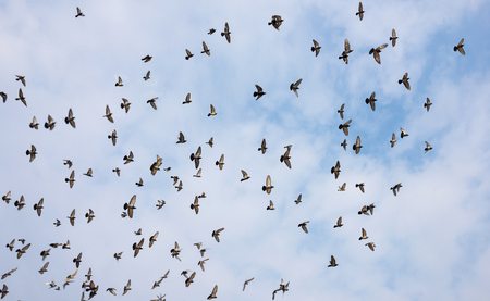 Silhouettes of pigeons. Many birds flying in the sky. Motion blurの写真素材