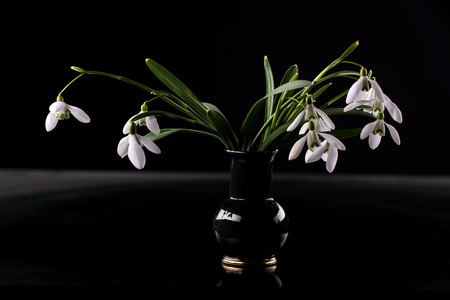 Bouquet of beautiful spring first flowers snowdrops in vase  on a black backgroundの写真素材