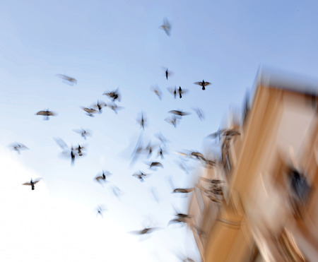 Silhouettes of pigeons. Many birds flying in the sky. Motion blurの写真素材