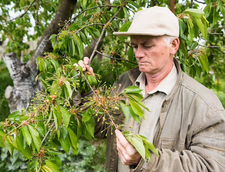 Farmer examining cherry trees in the gardenの写真素材