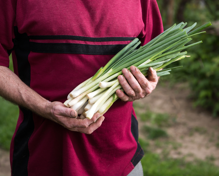 Farmer harvesting green onions on the farmの写真素材