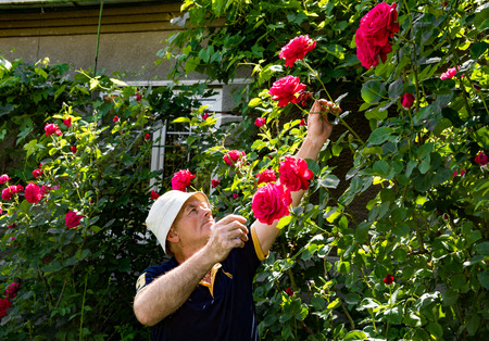 Senior man cutting roses in the gardenの写真素材