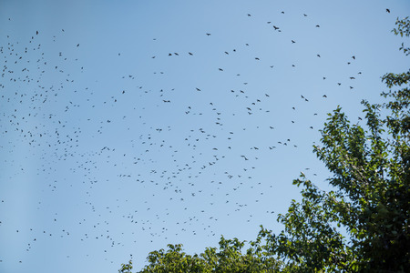 Silhouettes of crows. Many birds flying in the sky. Motion blur.