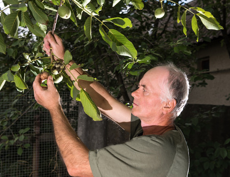 Farmer examining fresh walnut in the garden. Autumn timeの写真素材