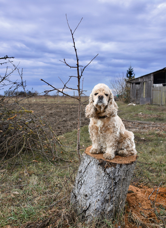 American Cocker Spaniel sitting on a stumpの写真素材