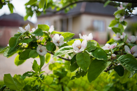 Blooming tree with white flowers in spring. Springtime. Sunny dayの写真素材