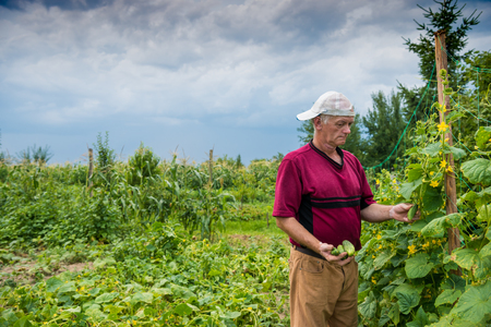 Farmer picking organic cucumbers in the gardenの写真素材