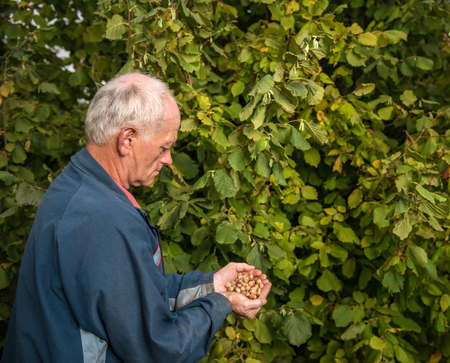 Farmer harvesting fresh hazelnuts in the gardenの写真素材