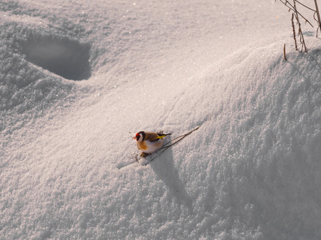 Colorful bird. European Goldfinch  sitting on snow and eating seedsの写真素材