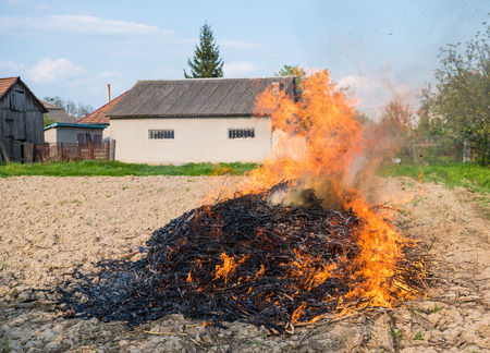Agricultural cocept. Burning pile of dry cornの写真素材