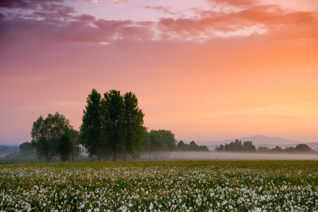 Amazing sunset over the field of beautiful yellow wild daffodils. Blooming narcissus in spring.の写真素材