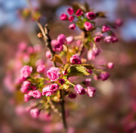 Pink Japanese cherry-tree blossom. Sakura. Cherry blossom branch with beautiful soft nature backgroundの写真素材