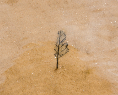Dry tree leaf in sand under water. Sand background textureの写真素材