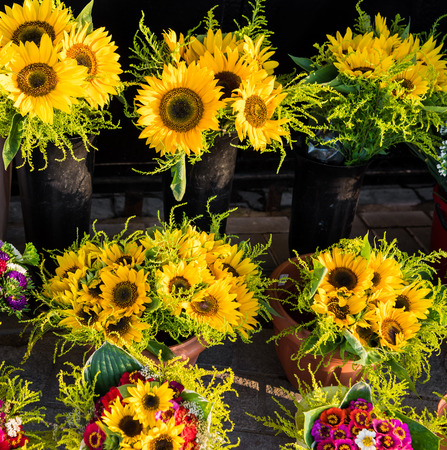 Bouquets of fresh sunflowers on the marketの写真素材