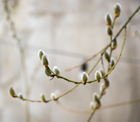 Poplar flowering catkins in early spring