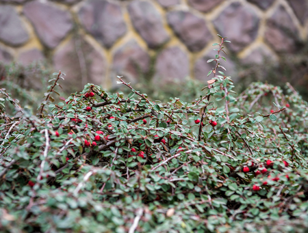 Red berries (cotoneaster horizontalis). Natural background