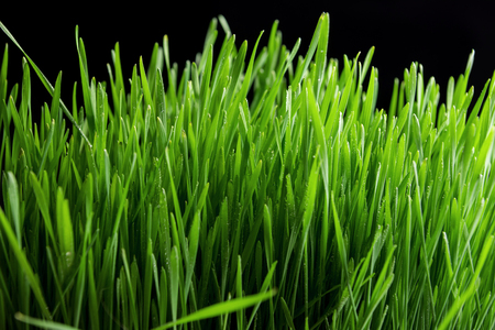 Fresh green grass background textureの写真素材