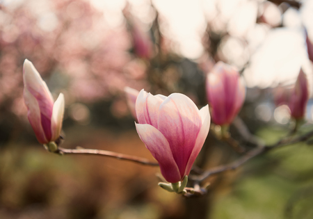 Pink flowers of Magnolia sulange. Blossoming magnolia flowers in spring timeの写真素材