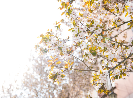 Blooming trees in spring. Early spring  flowers on tree in spring time