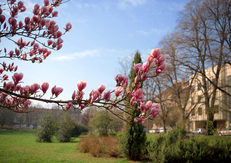Pink flowers of Magnolia sulange. Blossoming magnolia flowers in spring timeの写真素材