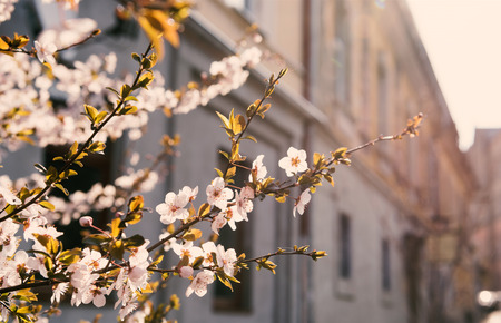 Blooming trees in spring. Early spring  flowers on tree in spring timeの写真素材