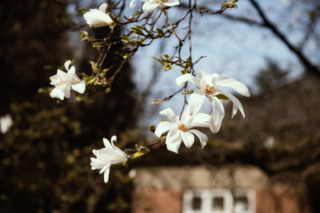 Springtime. Blooming magnolia tree with white flowers in the gardenの写真素材