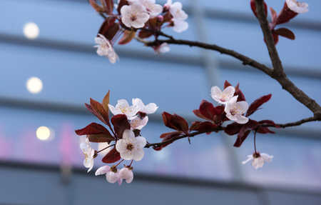 Blooming branch of tree in the city. Early spring white flowers on tree on the city backgroundの写真素材