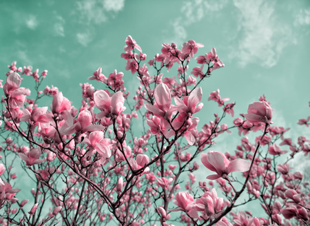 Pink flowers of Magnolia sulange. Blossoming magnolia flowers in spring timeの写真素材