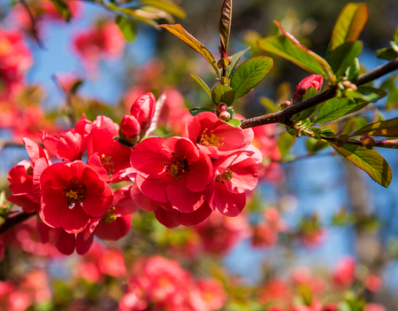 Japanese quince flowers. Chaenomeles, small red flowers in spring time in sunny dayの写真素材