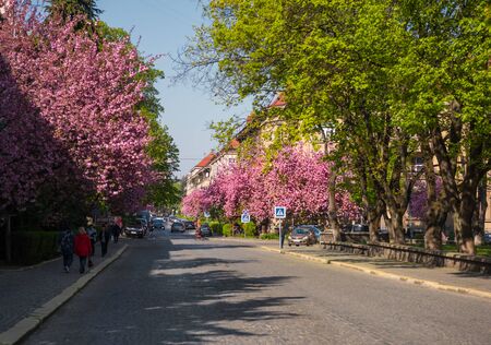 UZHHGOROD, UKRAINE â APRIL 16, 2019: Sakura blossoming in Uzhgorod,  Ukraine. Spring panorama of the city streets during the flowering of Japanese cherryのeditorial素材