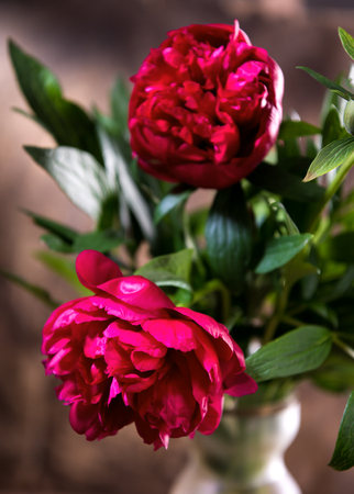 Artistic still life with red peonies in vase on a wooden backgroundの写真素材