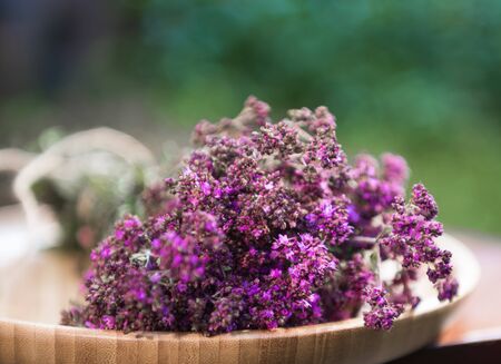 Bunch of blooming oregano herb  ready for drying for tea