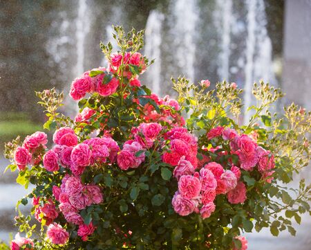 Close up of beautiful pink roses in the garden in sunny summer dayの写真素材