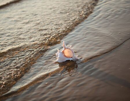 Natural background with seashell on the sandy beach at sunset