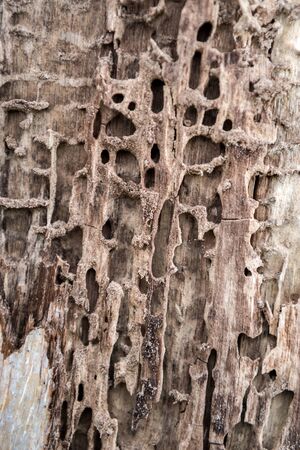 Old wooden texture background. Centenary brown wood texture, old wood texture ready for design