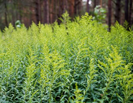 High green grass in the forest in summerの写真素材