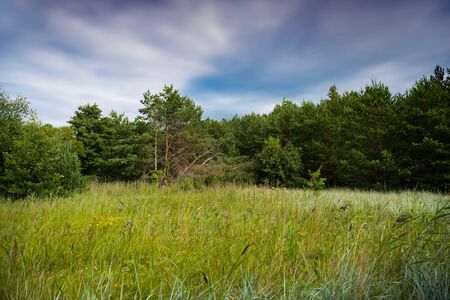 Baltic sea coastline in Latvia. Sand dunes with pine trees. Classical Baltic beach landscape. Wild...
